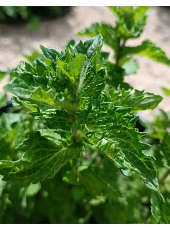 Мята Лимонад с тимьяном