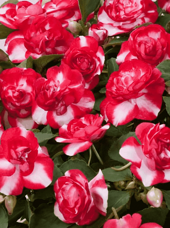 Бальзамин Уоллера Musica Bicolor Cherry