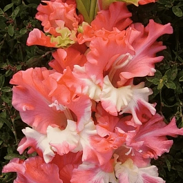 Гладиолус Frizzled Coral Lace