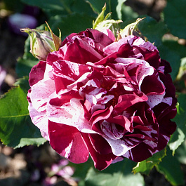 Роза флорибунда Имэджин (Нью Имэджин)