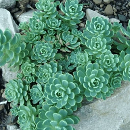 Очиток толстоветвистый