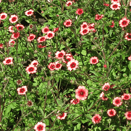 Лапчатка непальская