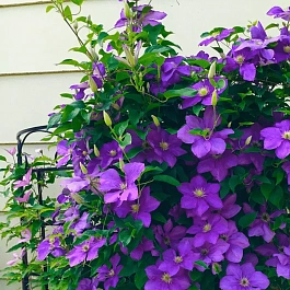 Клематис гибридный Generał Sikorski