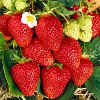 Земляника садовая Фэвори (Фаворит)