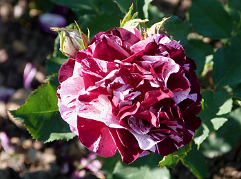 Роза флорибунда Имэджин (Нью Имэджин)