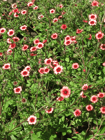 Лапчатка непальская