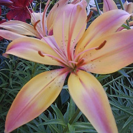 Лилия азиатская Розеллас Дрим