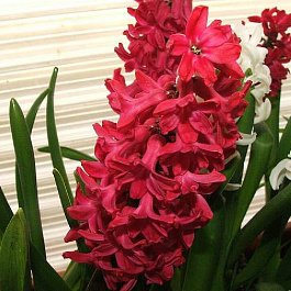 Гиацинт &quot;Подмосковные вечера&quot; смесь окрасок