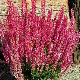 Вереск обыкновенный Red Marlies