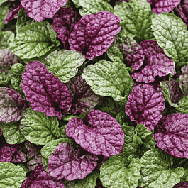 Живучка ползучая Sugar Plum