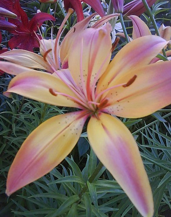 Лилия азиатская Розеллас Дрим