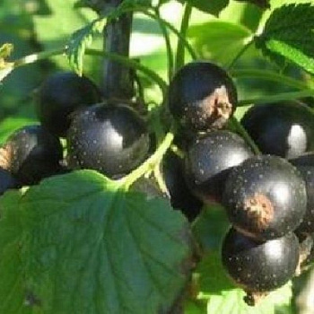 Смородина черная Лама