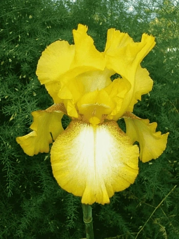 Ирис германский Radiant Apogee