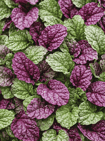 Живучка ползучая Sugar Plum