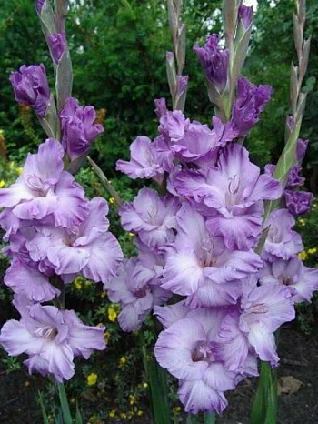 Гладиолус крупноцветковый Милка