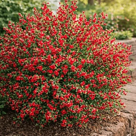 Ракитник венечный Boskoop Ruby