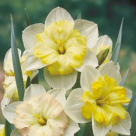 Нарцисс с расщеплённой коронкой Ченджинг Колорс