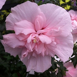 Гибискус сирийский Пинк Шифон