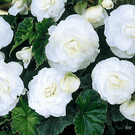 Бегония Double White