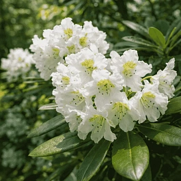 Рододендрон Короткоплодный