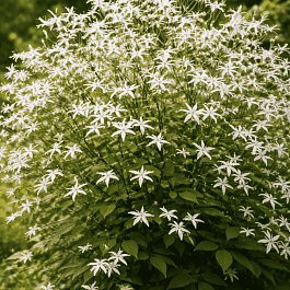 Гилления трехлистная