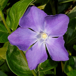 Барвинок большой Барвинок большой