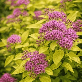 Спирея японская Goldmound