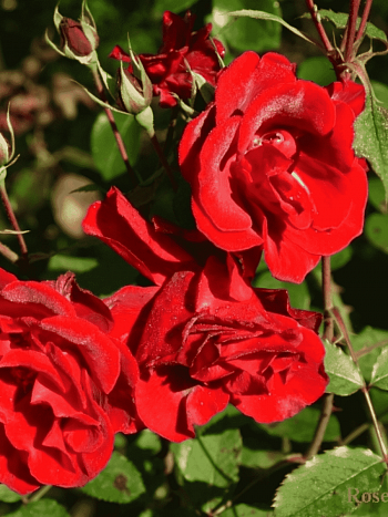 Роза Кустовая Castella