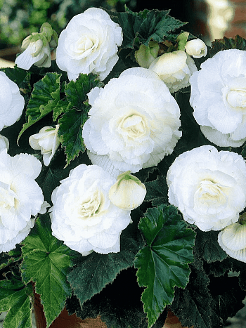 Бегония Double White