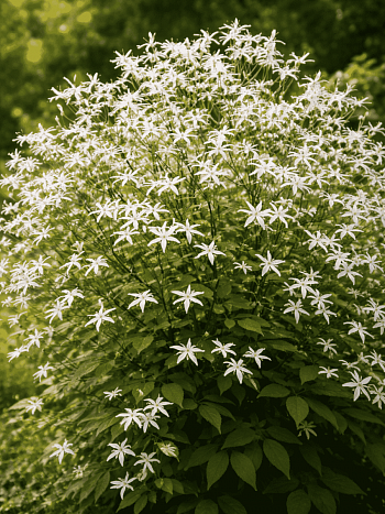 Гилления трехлистная