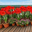 Амариллис Park Red