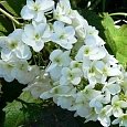 Гортензия дуболистная Snow Giant
