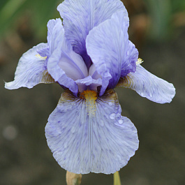 Ирис бородатый Джуниор Пром