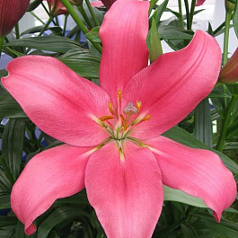 Лилия ла-гибрид Индиан Саммерсет