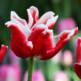 Тюльпан Триумф Страйпт Краун