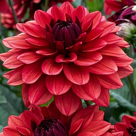 Георгина декоративная Миссис Майли