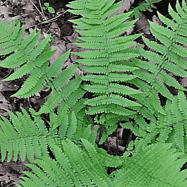 Щитовник гребенчатый