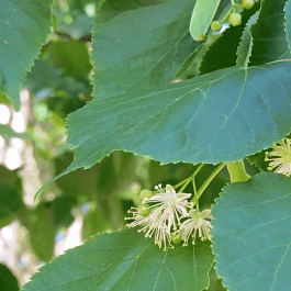 Липа сердцевидная