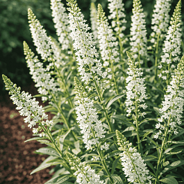 Вербейник эфемерный