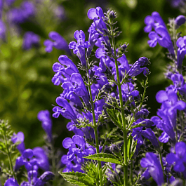 Котовник Purple Prelude