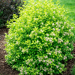 Пузыреплодник калинолистный Tiny Wine Gold