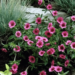 Лапчатка непальская Miss Willmott