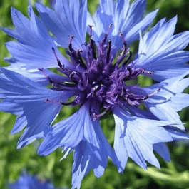 Василек горный