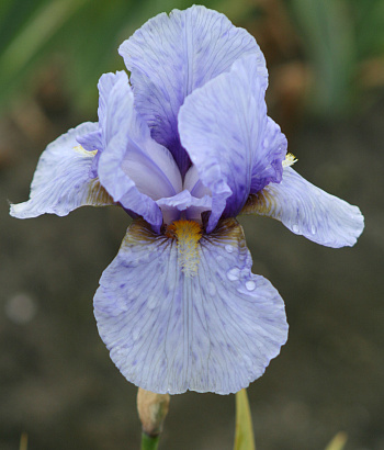 Ирис бородатый Джуниор Пром