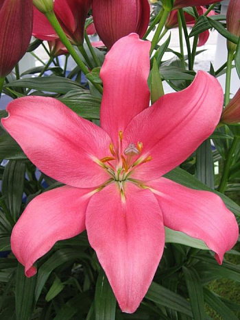 Лилия ла-гибрид Индиан Саммерсет