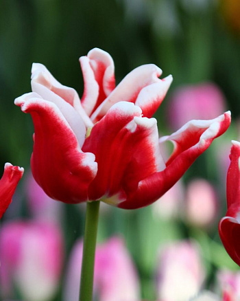 Тюльпан Триумф Страйпт Краун