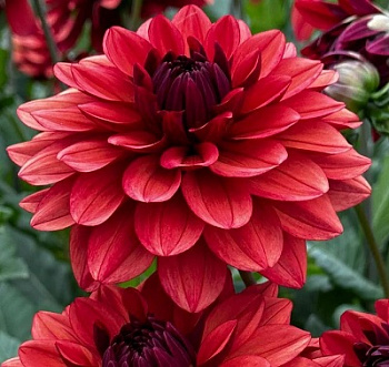 Георгина декоративная Миссис Майли