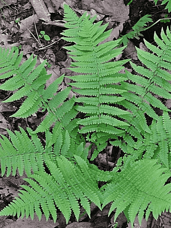 Щитовник гребенчатый