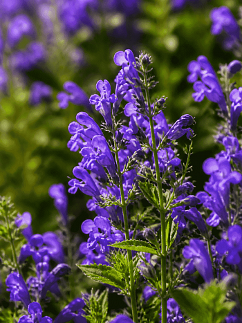 Котовник Purple Prelude