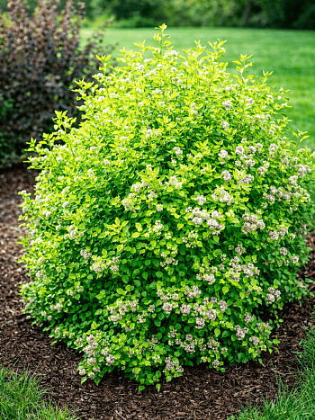 Пузыреплодник калинолистный Tiny Wine Gold